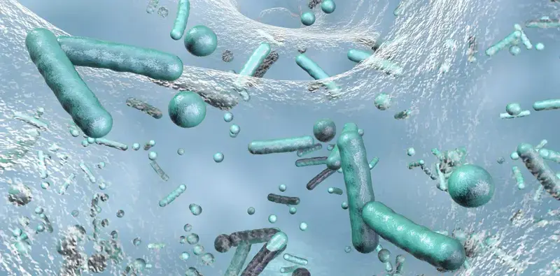 میکروارگانیسم ها