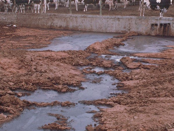 تصفیه فاضلاب گاوداری و دامداری